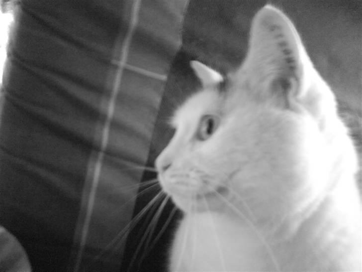 Blanding af racer Bowie billede 7