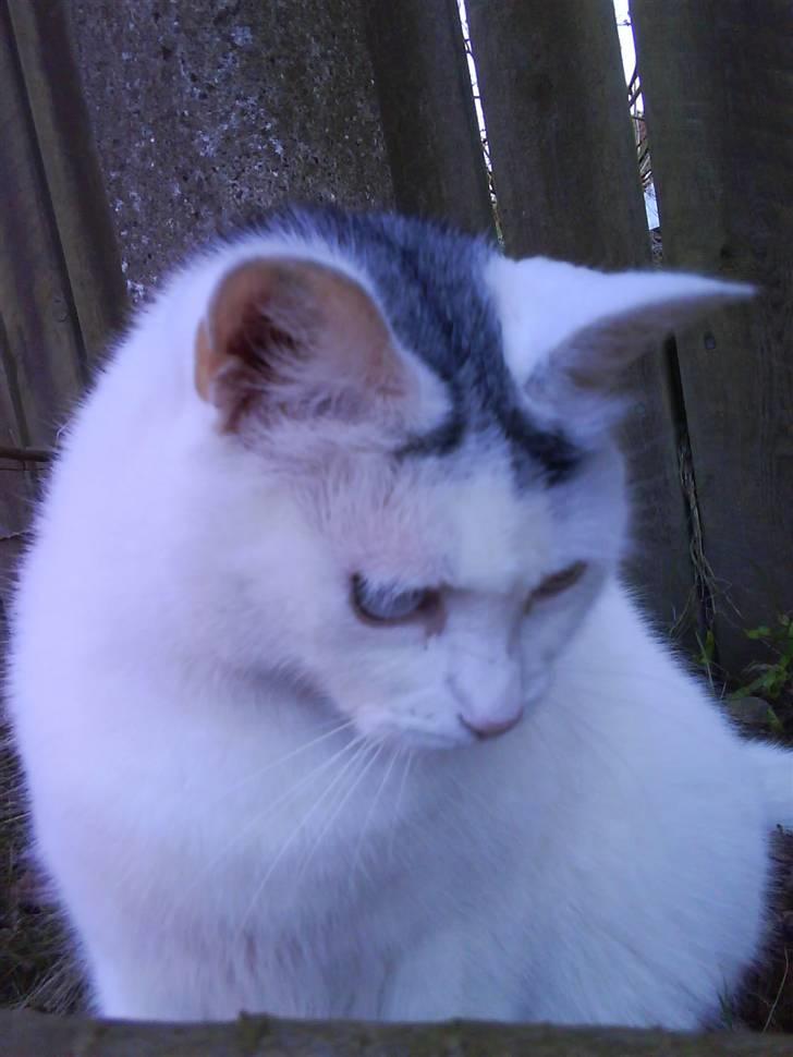 Blanding af racer Bowie billede 8