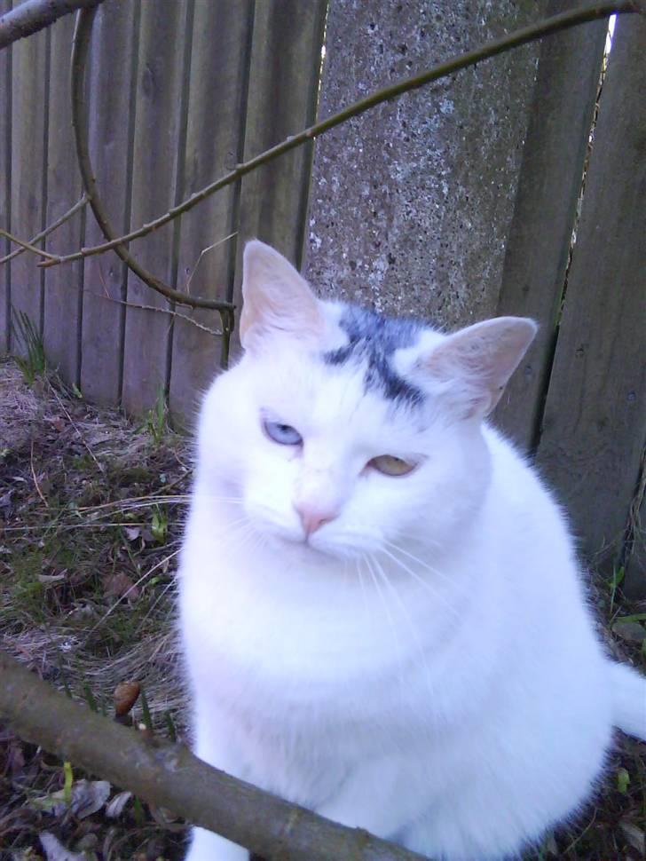 Blanding af racer Bowie billede 9