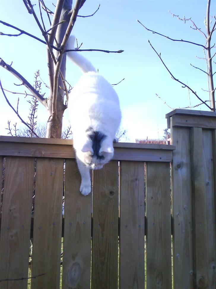 Blanding af racer Bowie billede 10