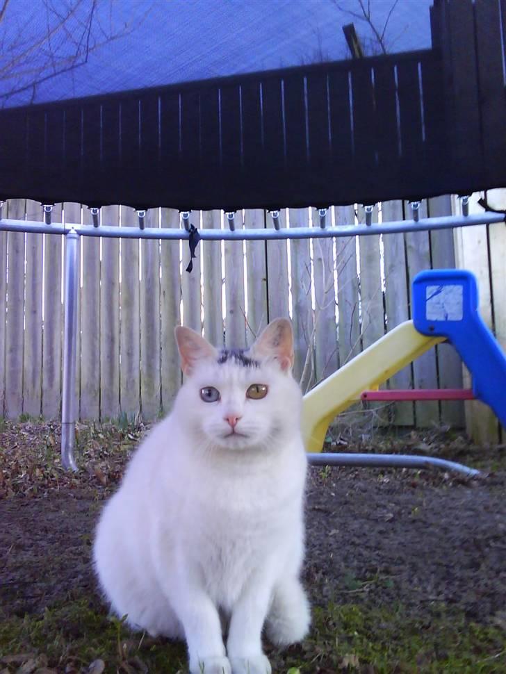 Blanding af racer Bowie billede 11