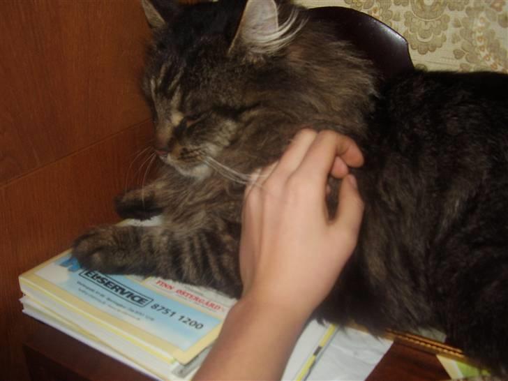 Maine Coon Aicho billede 1