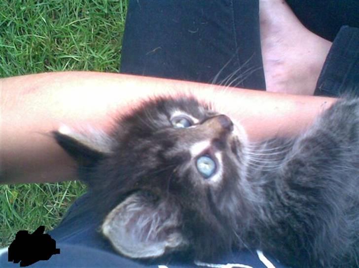 Maine Coon Aicho billede 2