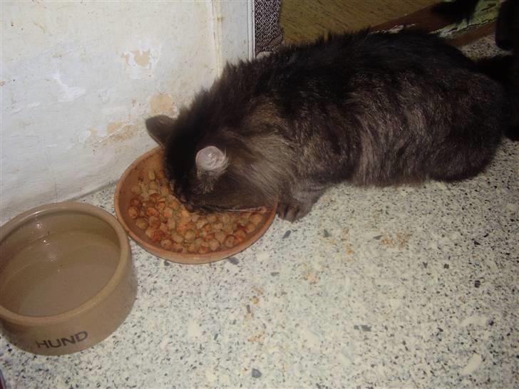 Maine Coon Aicho billede 3