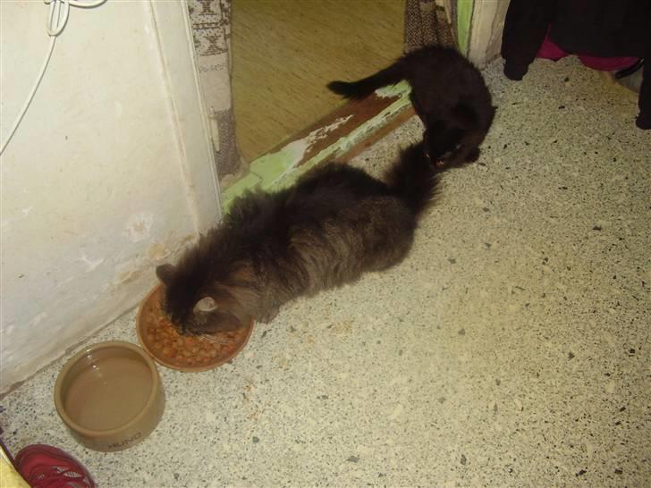 Maine Coon Aicho billede 4