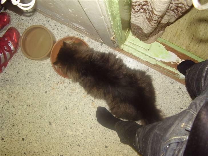 Maine Coon Aicho billede 5