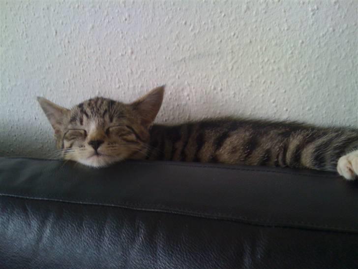 Huskat "Malou" Mis-pige - Mispige kan sove de meste mærekeligte steder billede 10