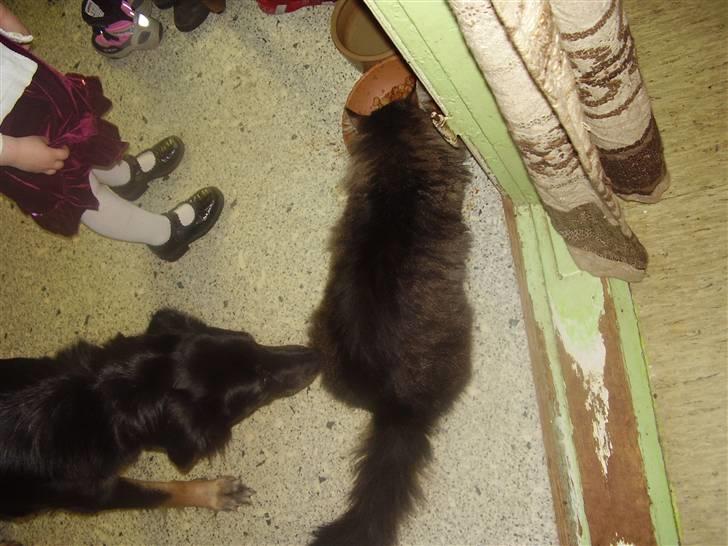 Maine Coon Aicho billede 6