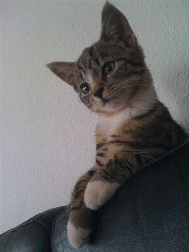 Huskat "Malou" Mis-pige - she is beauty billede 11