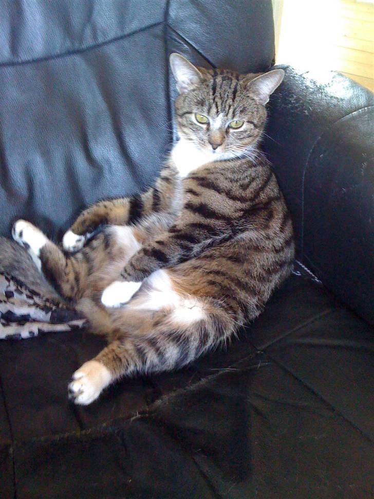 Huskat "Malou" Mis-pige - Hehe, ved ikke om hun prøver at efterlige os :-) billede 12