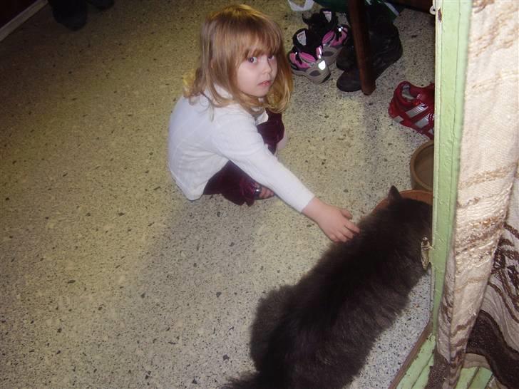 Maine Coon Aicho billede 7