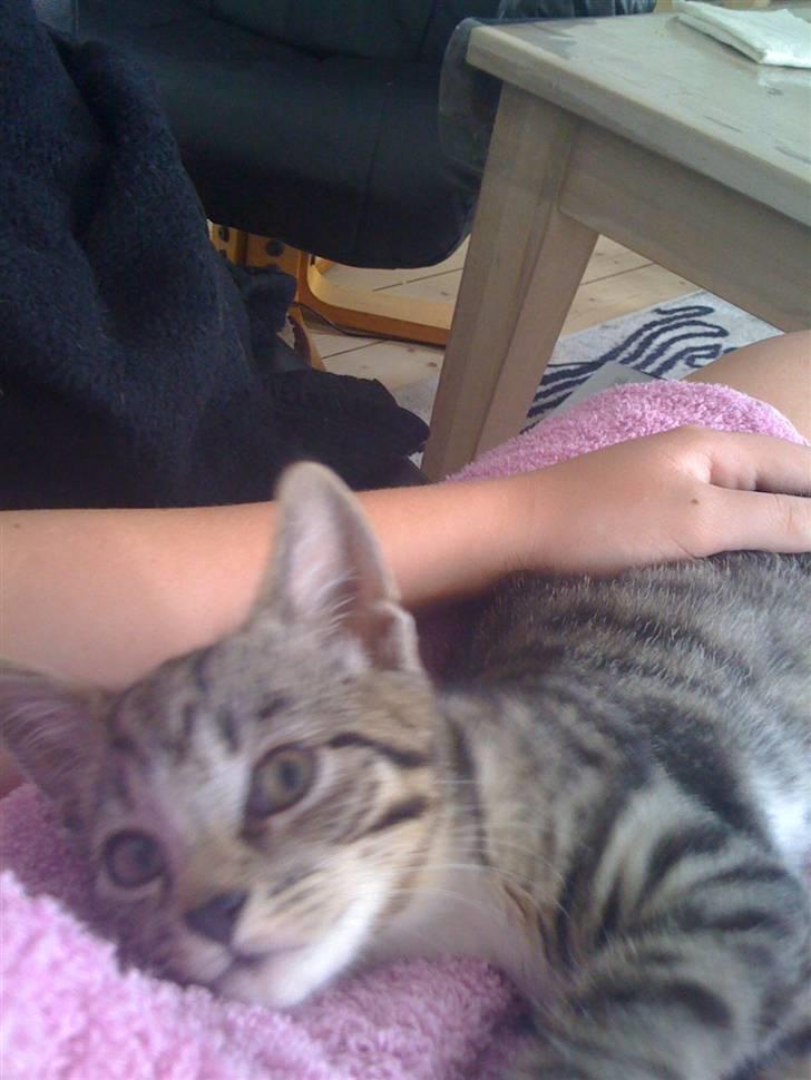 Huskat "Malou" Mis-pige billede 13