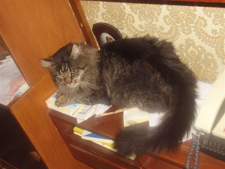 Maine Coon Aicho billede 8