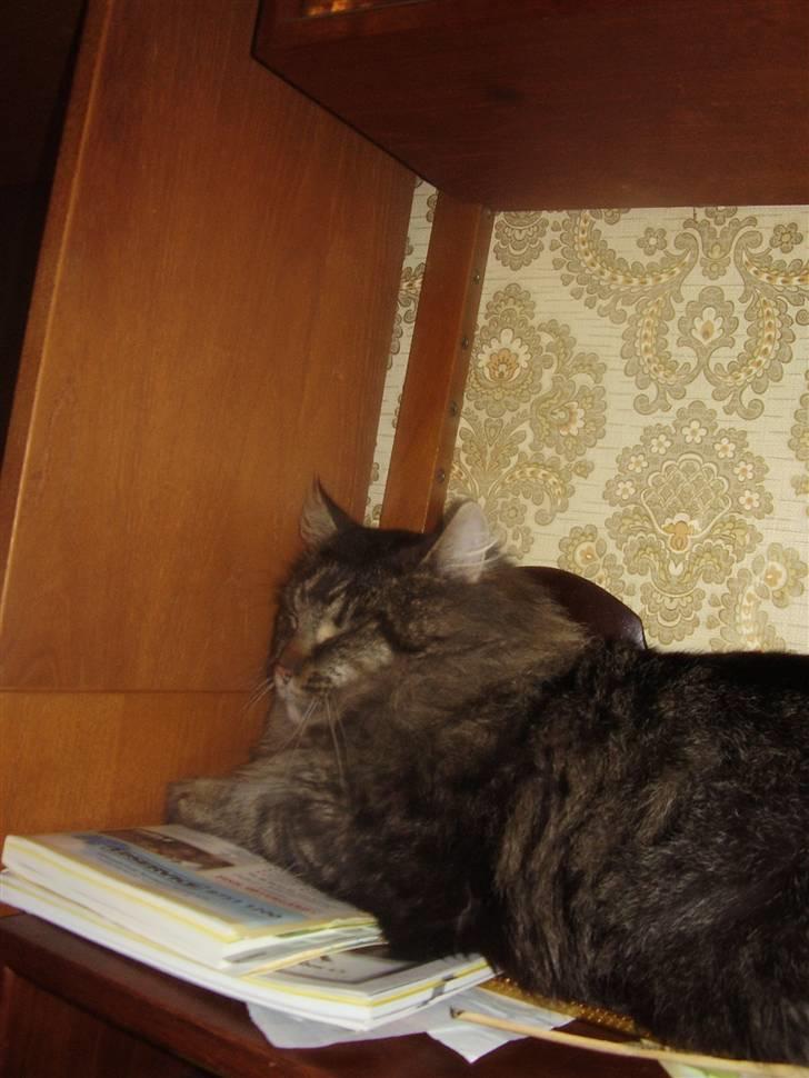 Maine Coon Aicho billede 9