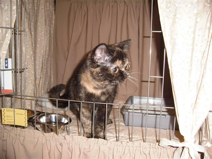 Exotic Coco Chanel *Joynes Nesbi - Tag mig nu ud og lege, jeg gider ikke sidde i bur, det er kedeligt.. billede 17