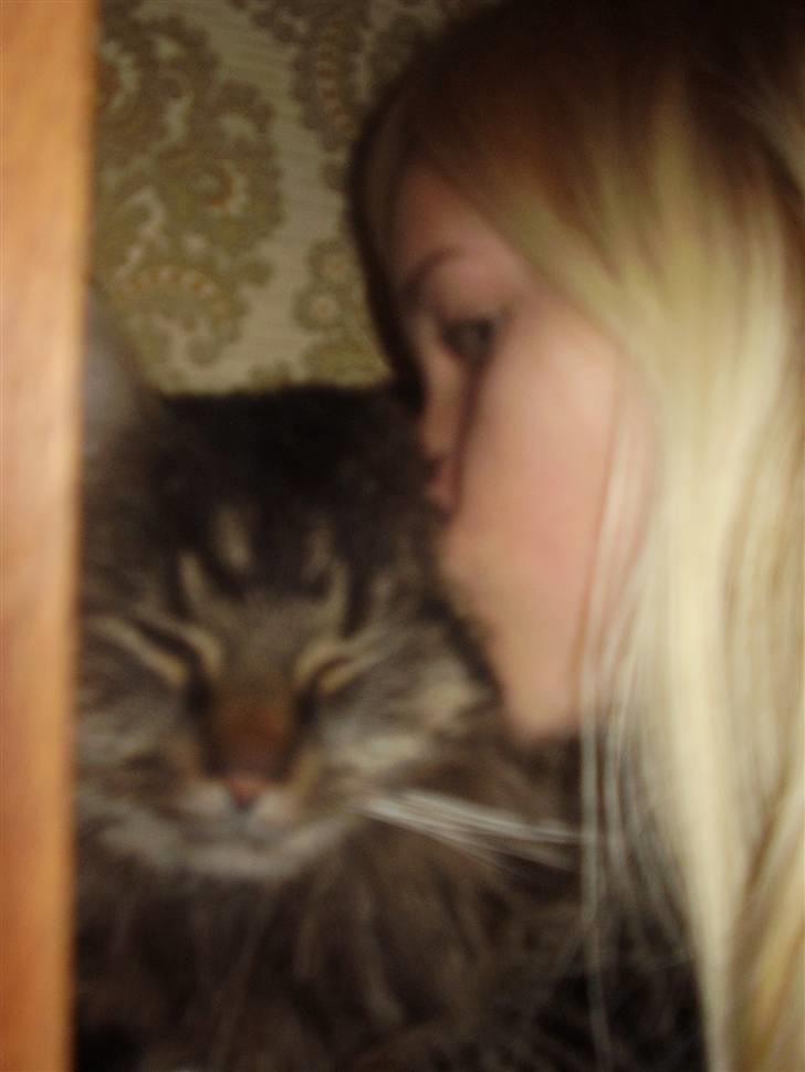 Maine Coon Aicho billede 10