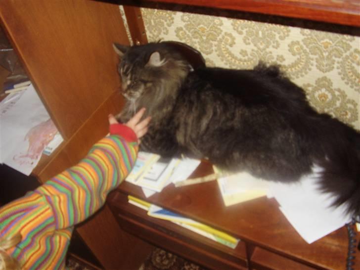 Maine Coon Aicho billede 11