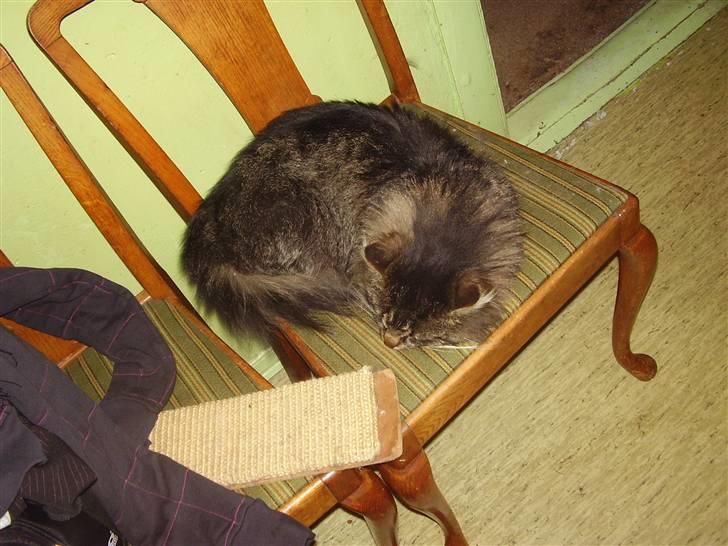 Maine Coon Aicho billede 12