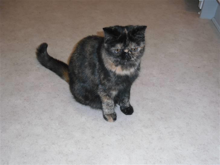 Exotic Coco Chanel *Joynes Nesbi - Jeg venter på min mor finder vådfoder til mig, så derfor sidder jeg og ser utålmodig ud.. billede 18