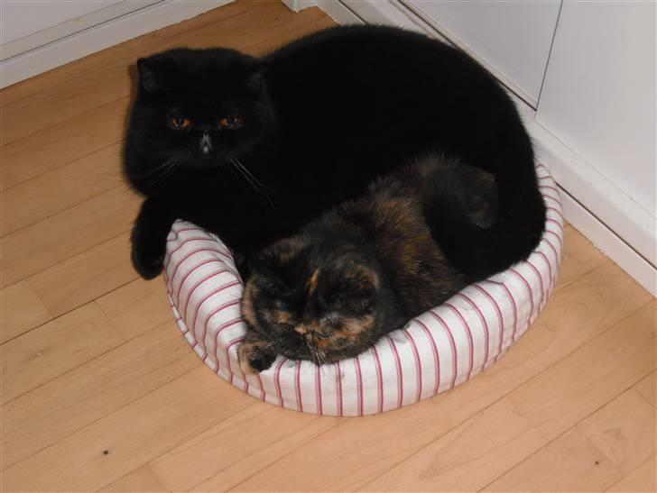 Exotic Coco Chanel *Joynes Nesbi - Valentin elsker Coco :-) billede 19