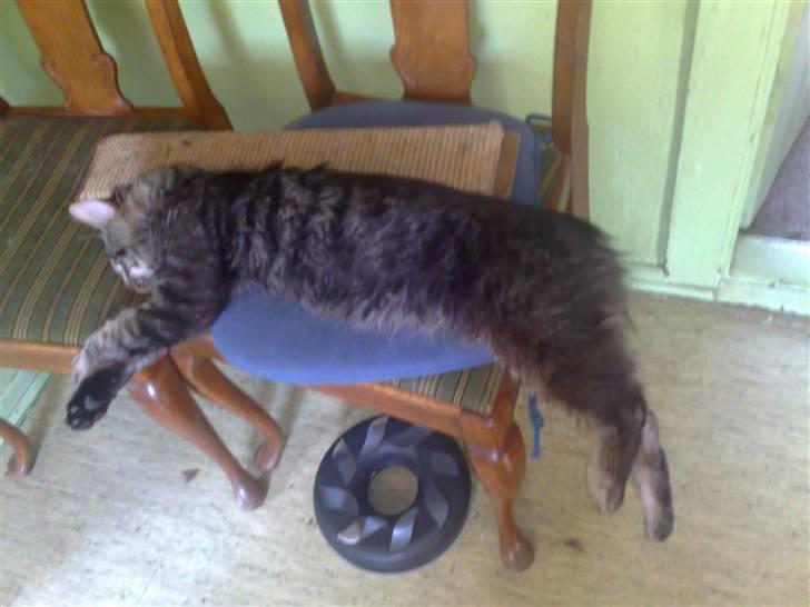 Maine Coon Aicho billede 13