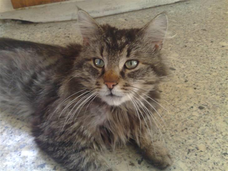 Maine Coon Aicho billede 14