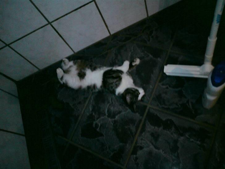 Blanding af racer Kiara billede 8