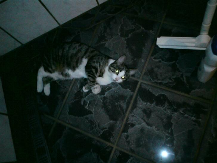 Blanding af racer Kiara billede 9