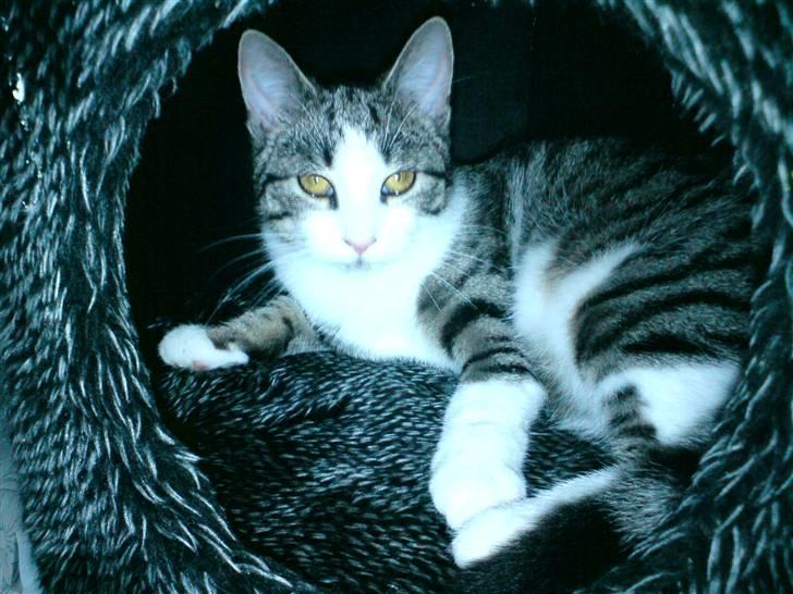 Blanding af racer Kiara billede 10