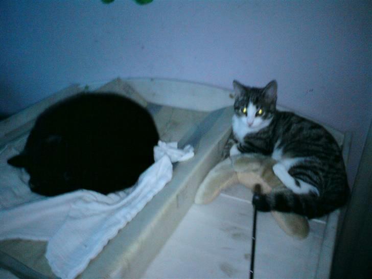 Blanding af racer Kiara billede 11