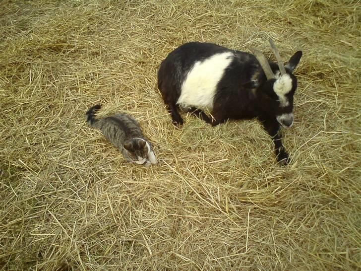 Blanding af racer Kiara billede 12