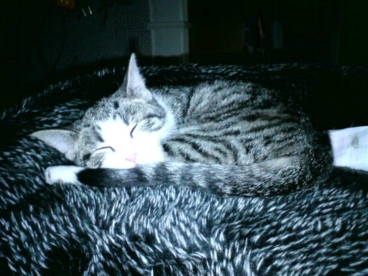 Blanding af racer Kiara billede 13