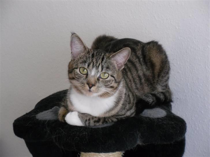 Huskat "Malou" Mis-pige billede 18