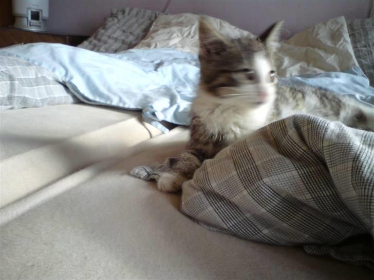 Blanding af racer Kiara billede 14