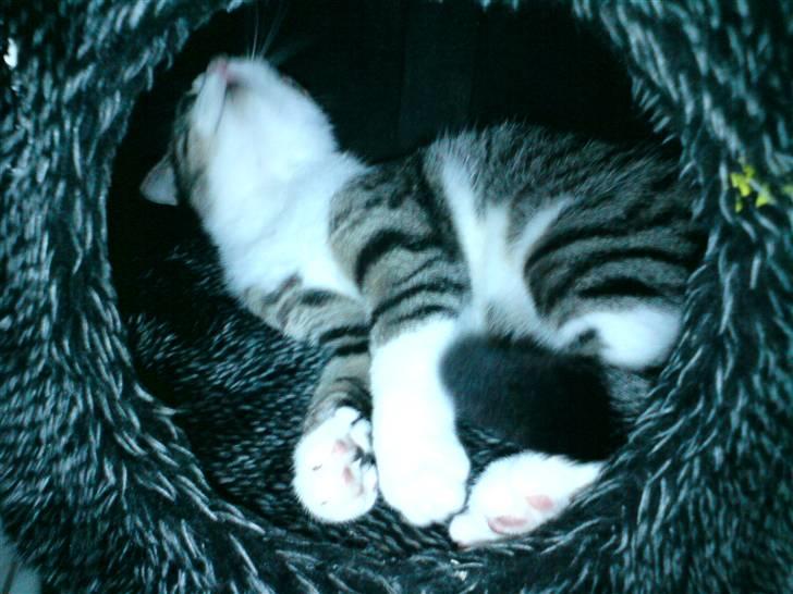 Blanding af racer Kiara billede 15