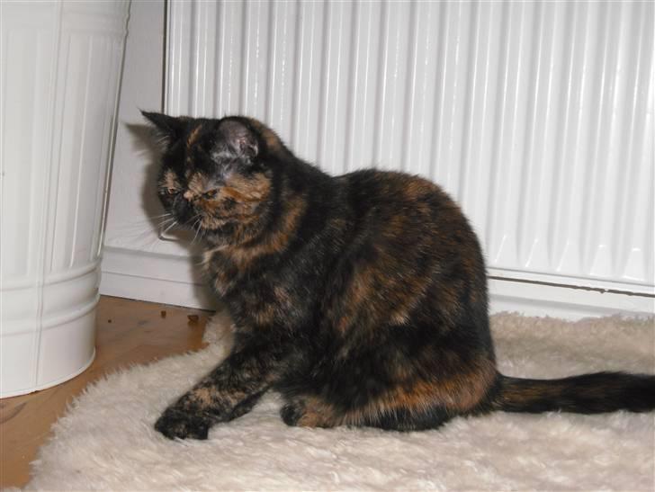 Exotic Coco Chanel *Joynes Nesbi - Coco elsker fåreskindet.. uhmmmm billede 20