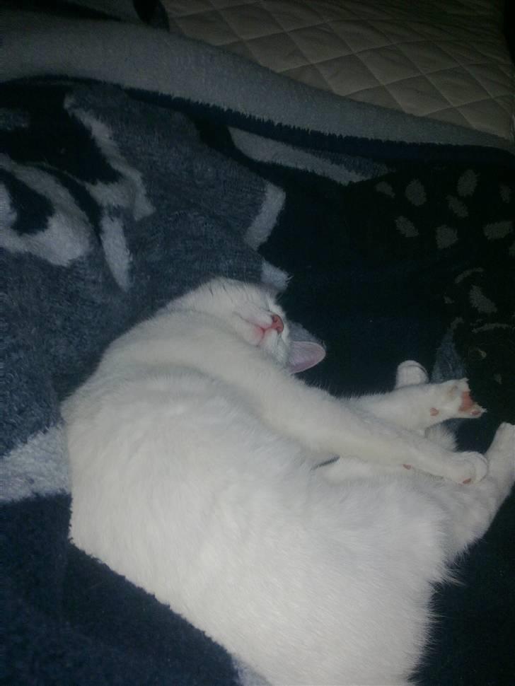 Huskat Lille Skid billede 2