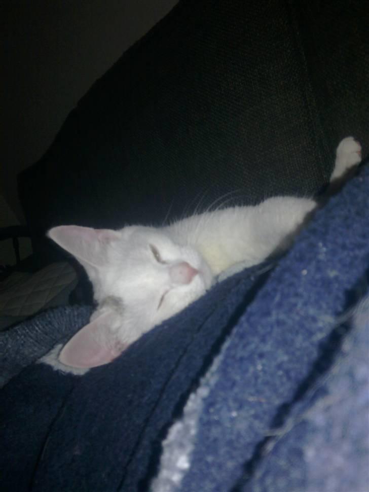 Huskat Lille Skid billede 3