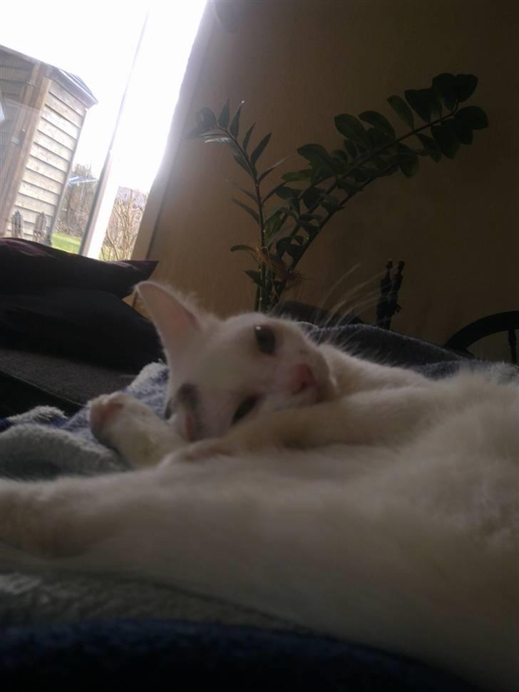 Huskat Lille Skid billede 4