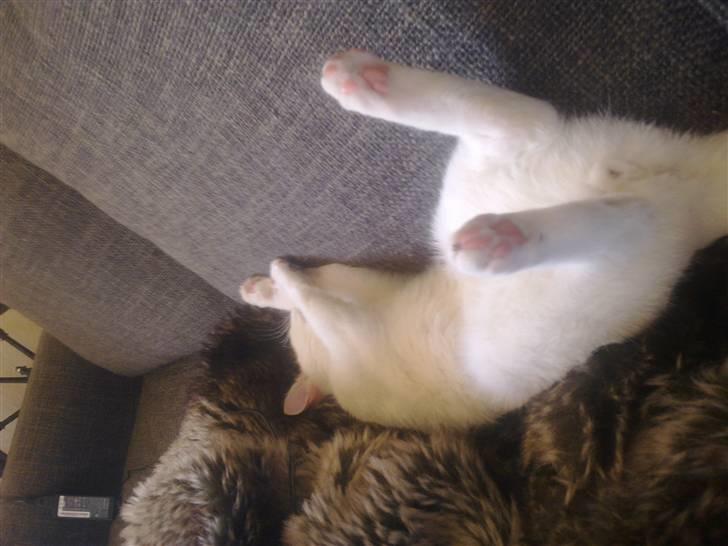 Huskat Lille Skid billede 5