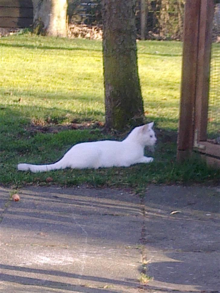 Huskat Lille Skid billede 6