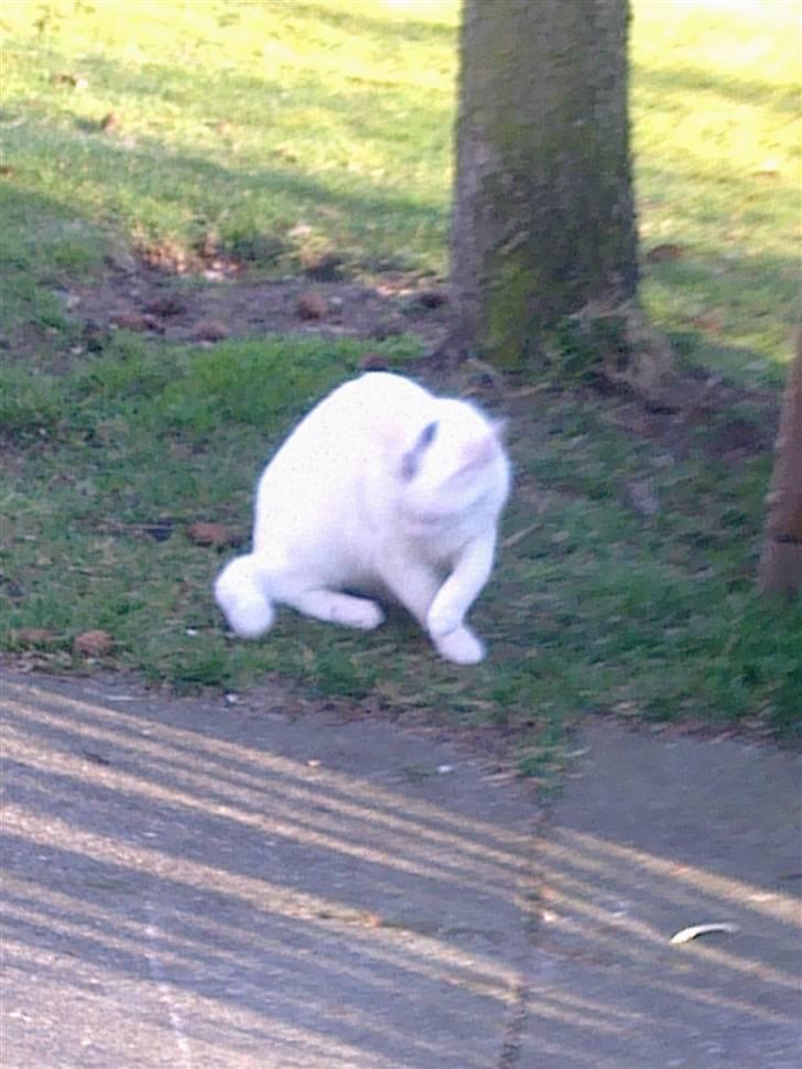 Huskat Lille Skid billede 7