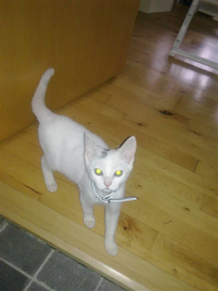 Huskat Lille Skid billede 8