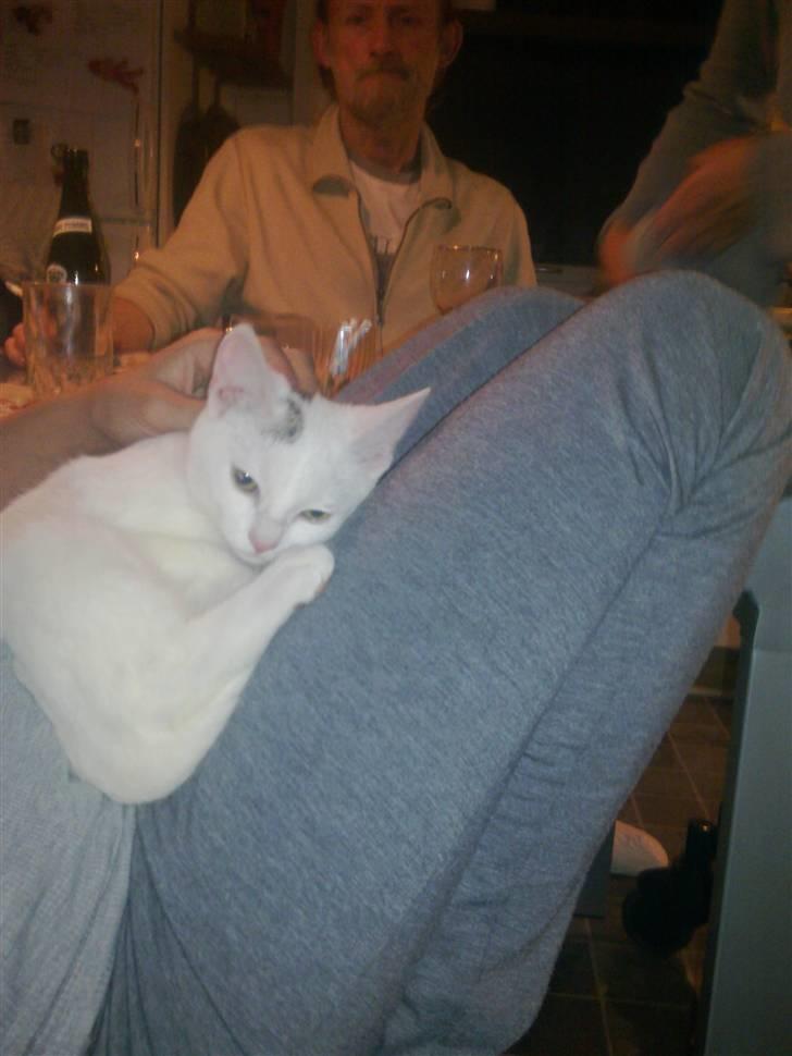 Huskat Lille Skid billede 9