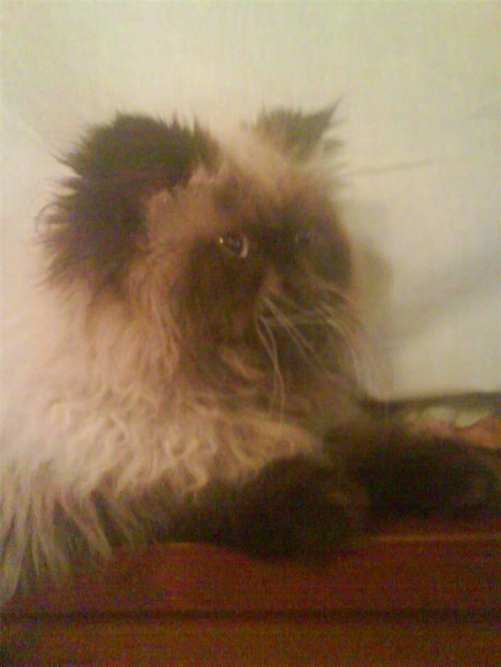 Perser kava billede 1