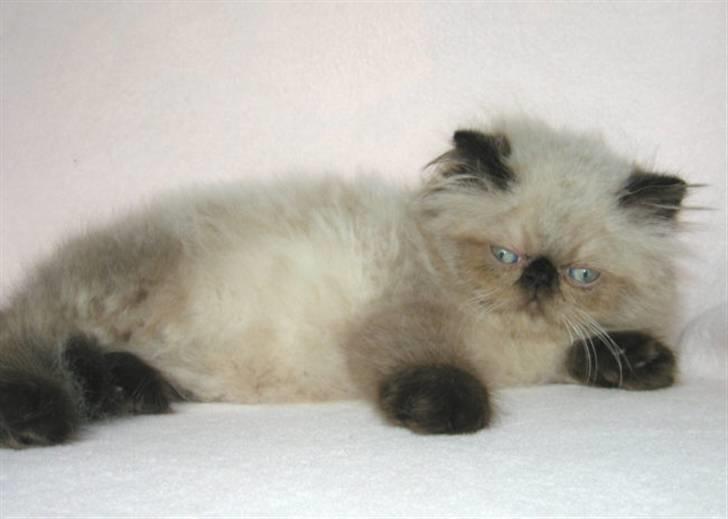 Perser kava billede 2