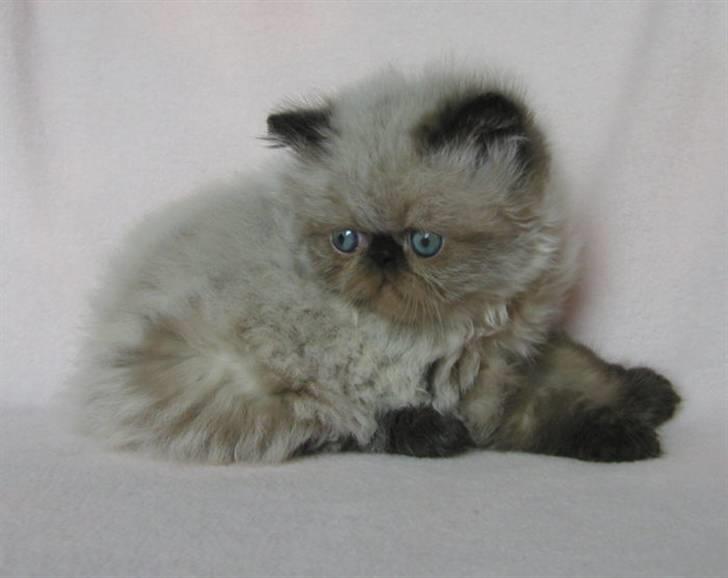 Perser kava billede 3