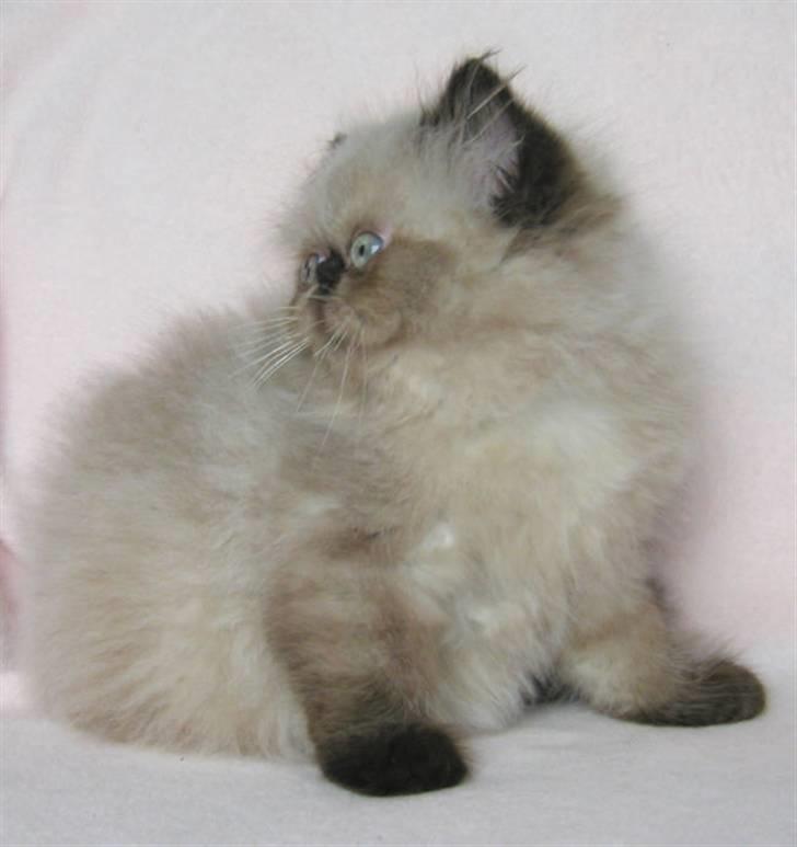 Perser kava billede 4