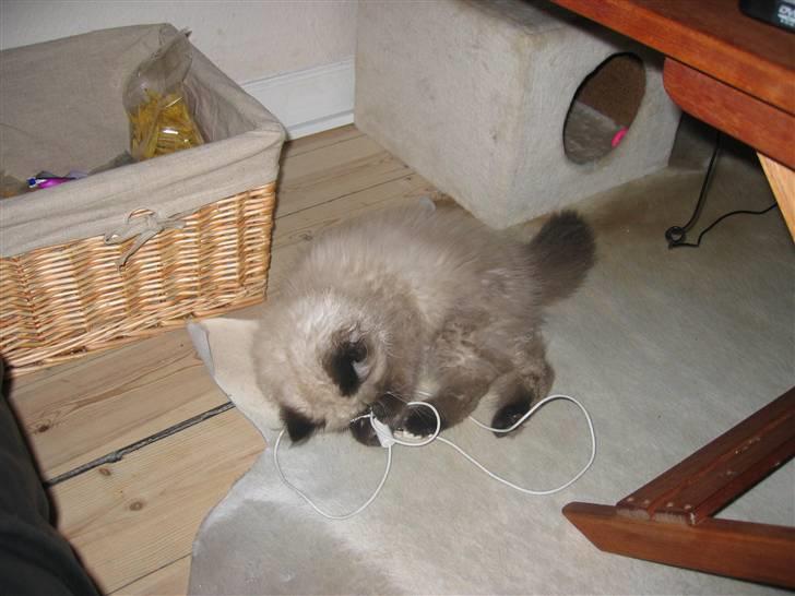 Perser kava billede 5