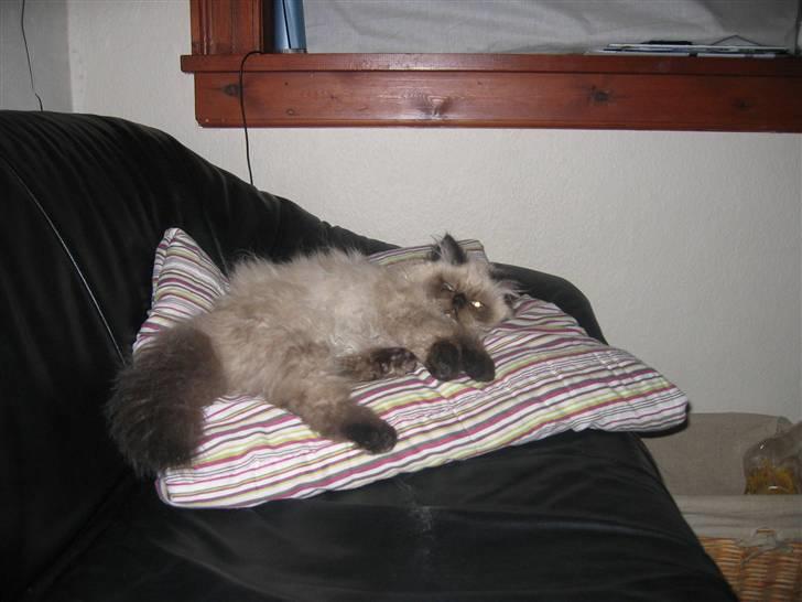 Perser kava billede 6